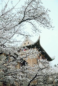 繁花竟似空