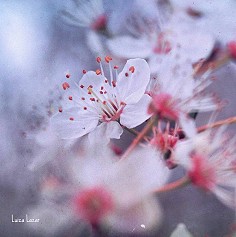 繁花竟似空