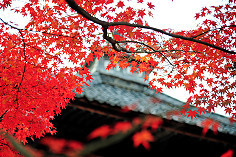 三千院 红叶