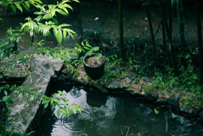 【微雨过后】涧户寂无人， 婆娑数株树。 映池同一色， 倒影入清漪。摄影：汪见殊