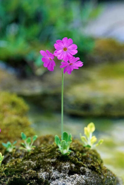 海仙报春（ Primula poissonii），又名威尔逊报春，开花期5-8月，生于海拔1900-3600米，1903年由威尔逊从康定县贡嘎山地区引种到英国。