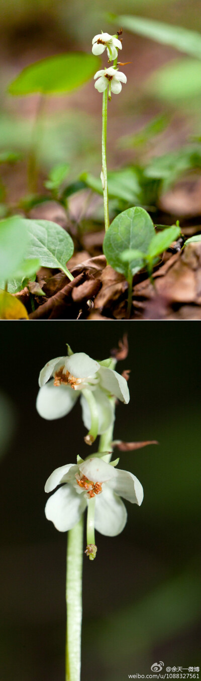 鹿蹄草Pyrola calliantha