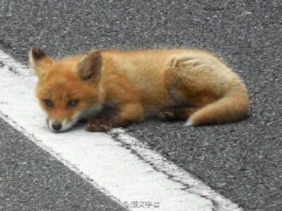 推主lodgemotive在路上偶遇了几只超级可爱的小狐狸，看上去似乎很悠闲的样子ww..(❁´ω`❁)