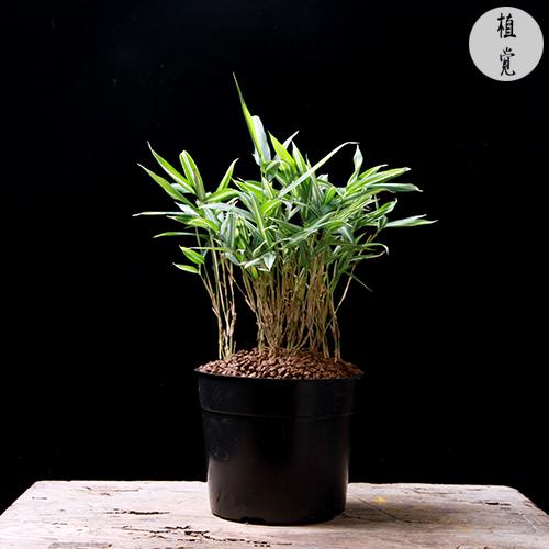 植觉〔素材〕日本斑叶竹盆景 姬竹 小叶竹 山野草〔姬竹