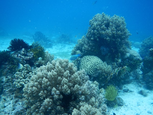 【菲律宾 | 最佳旅游季节】11月到来年2月气候温暖干燥，气温在25-28℃之间，是最舒适的季节，也是旅游旺季。长滩岛的夏季从3月到5月，阳光充足而炎热，气温在22-32℃之间，6月到10月是雨季。6月，7月和9月被认为是长滩岛上的淡季。这时是对经济有预算的游客出行的最佳时机，这时价格也相对便宜很多，游人也不多。