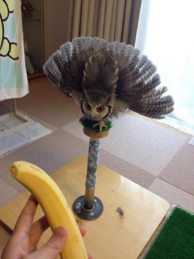 【精彩一刻】有个网友说他的猫头鹰不知为啥看到香蕉就会气成一只小孔雀，我怎么觉得像扫把[lt切克闹]哈哈哈哈~~~偶也是这么觉得滴。。。曦 @晨曦小径