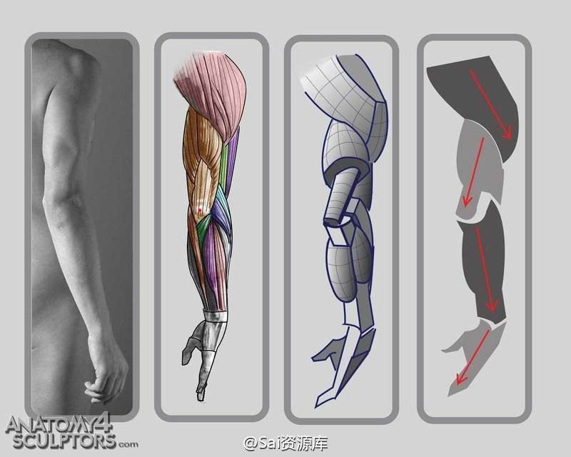 #SAI资源库#新的人体手脚结构图分析讲解，了解完对于提升绘画的准确定很高，可以自己收藏，转需吧~