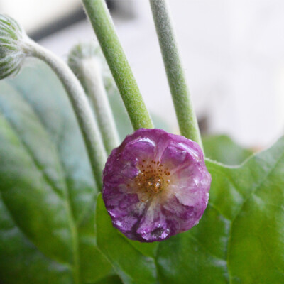 蔷薇花 真花 树脂滴胶戒指