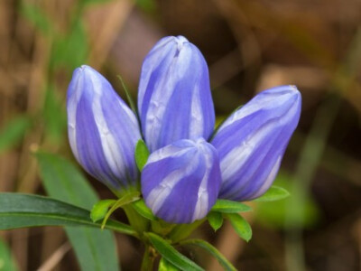 龙胆Gentiana saponaria， flickr 图片