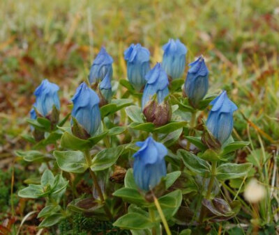 龙胆Gentiana platypetala、 flickr 图片