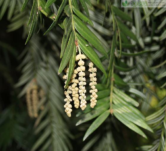 穗花杉号称“冰川元老”，是世界稀有的植物。穗花杉四季常绿，木质纹理细密，是上好的林木材。因森林采伐过度，生态环境恶化，植株越来越少，且生长缓慢，种子有休眠期，易遭鼠害，天然更新力较弱，幼树幼苗罕见，有濒危的危险。