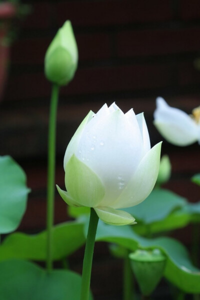 画船撑入花深处，香泛金卮。烟雨微微。一片笙歌醉里归。