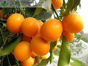  忍冬科雪果属约18种低矮灌木的统称。均原产于北美洲，只有1个种原产中国中部。皆有钟状、淡粉红色或者白色的花和雪白色浆果。 最著名的观赏种如︰尖叶雪果，高1公尺，茎柔软，叶卵形，浆果大而多汁、白色;多果雪果，稍高大，叶椭圆形，浆果量多。是杜鹃花科白株树属植物。