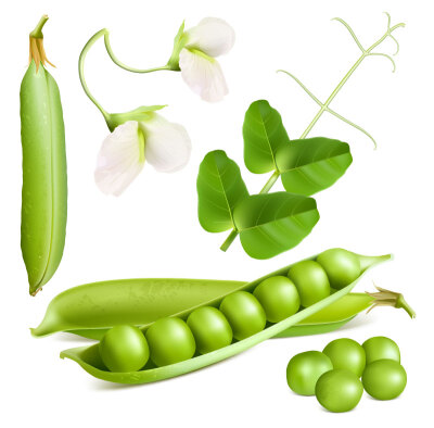 新鲜豌豆设计矢量素材，素材格式：EPS，素材关键词：豌豆花,蔬菜,豌豆,豆荚