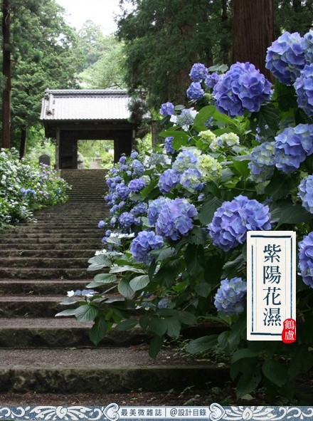 四月節(jié)為立夏。當時節(jié)，雨急山溪漲，雲(yún)迷嶺樹低，陌上青青紫陽花濕，鷪?zhí)覊褐η嗝飞行?。想到禮記“螻蟈鳴蚯蚓出，王瓜生苦菜秀”的初夏風(fēng)景，腦海便都是聒噪的蛙鳴，滿園的番茄。藉由櫻筍餞春，收起鹿裘準備葛衣，擇日遠行。