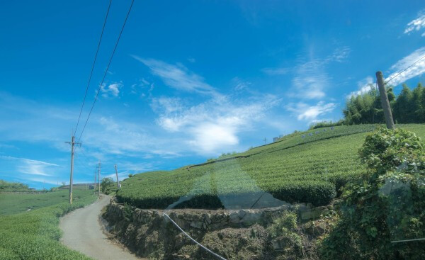 坐大巴上阿里山，路上的茶园