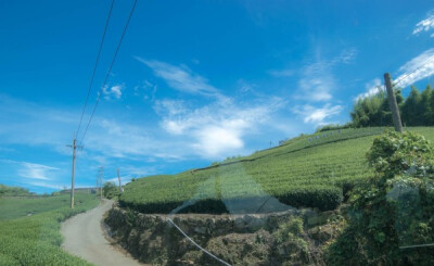 坐大巴上阿里山，路上的茶园