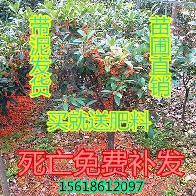 桂花苗桂花树苗沉香桂金桂丹桂四季桂八月桂盆栽花卉庭院绿植