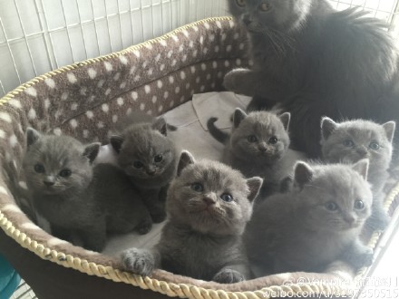 蓝猫宝宝找新家，来有爱心，有耐心，有精力，有经力的猫爸猫妈～详情私聊～