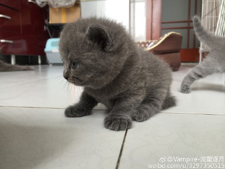蓝猫宝宝找新家，来有爱心，有耐心，有精力，有经力的猫爸猫妈～详情私聊～