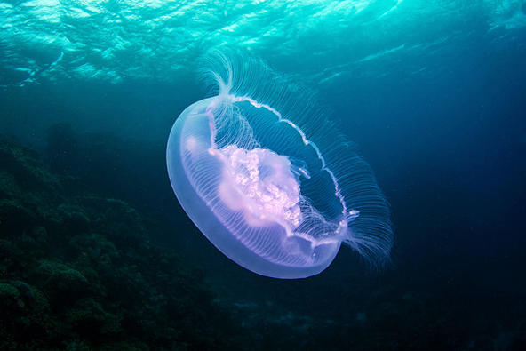 海月水母Moon jellyfish Aurelia aurita