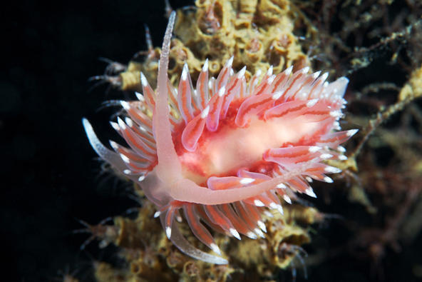 海蛞蝓（Sea slug）篇（lz一直好喜欢这种生物，觉得它们看上去又小又可爱又漂亮，直到有一天知道了……它们是传说中的NP！！！我的三观！！！）