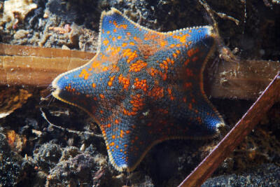 一种很常见但是很漂亮的海星sea star Asterina pectinifera