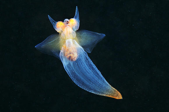 一种海天使Pteropod mollusk Sea angel or Clione limacina