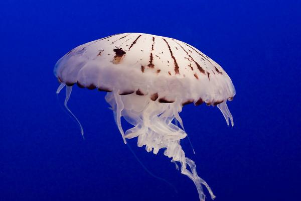 紫海刺水母生活在蒙特雷湾，人们对它们的习性知之不多。紫海刺水母长有四只口腔触须和八只边缘触须，其背上的紫色条纹十分引人注目。紫海刺水母通常与一种寄生蟹共同生活。