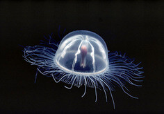 你看不见我！——透明的海洋生物 第一张当然是小站主角水母小朋友咯！在南极威德尔海中，一只水螅水母正在伸展它那发着冷光的触角。