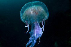 用影像捕捉“幽灵水母” 蔚蓝色的北大西洋里，一只紫水母悬浮在海中，伞状身体如同一个光彩夺目的彩球，光带随波摇曳，而水母灵动的触角，散发出幽灵般的光芒。英国威尔士摄影师理查德·舒克史密斯在苏格兰Sula Sgeir…