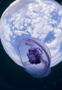 以色列一位摄影师在红海捕捉到月亮水母罕见又漂亮的照片。它们看上去好像外星生物。37岁摄影师尤祖鲁-马苏达在沙特阿拉伯海岸附近短途旅行时用呼吸管潜泳，拍摄到月亮水母的这些惊人照片。