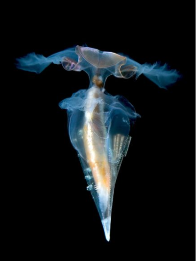 这种小个子的海蜗牛，因为美丽的外形而被称为海中蝴蝶，它可以拥有很多种形态，包括心形和上图的形状。