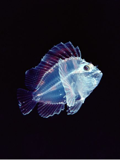 大多数小鱼都把透明色当做保护自己的伪装色，比如这条生活在夏威夷海域的扇叶鲉鱼。