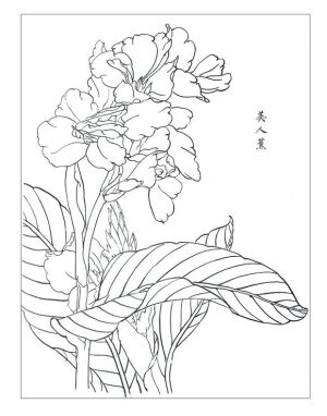 白描线稿