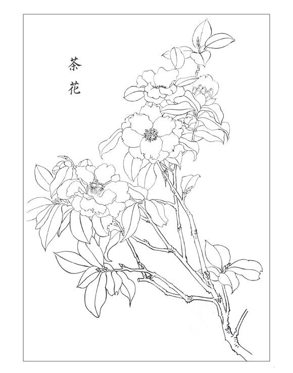 白描线稿