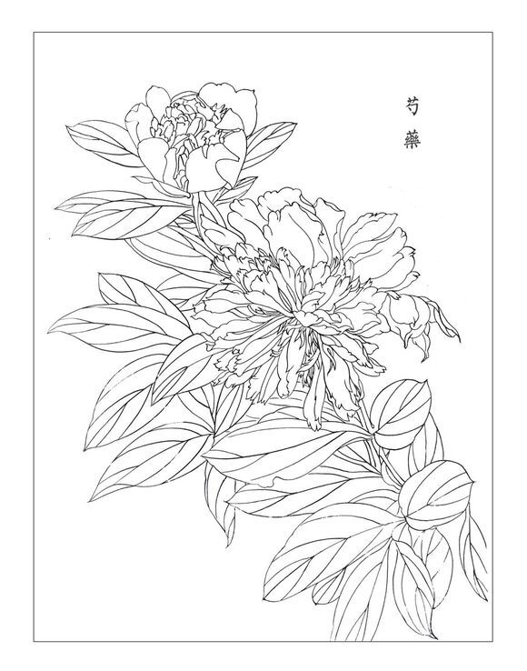 白描线稿