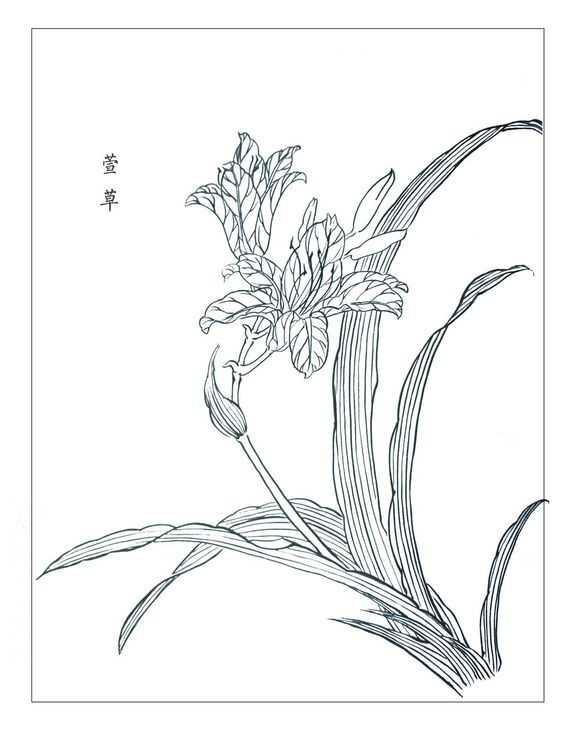 白描线稿