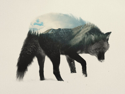  挪威卑尔根24岁的视觉艺术家安德烈亚斯·李创作了这一系列微妙而美丽的动物+风景双重曝光照片重叠影像。白雪皑皑的山峰与狼和狐狸的蓬松皮毛融为一体，北极光在北极熊身上闪耀，无尽的森林片段出现在松鼠，熊还有小…