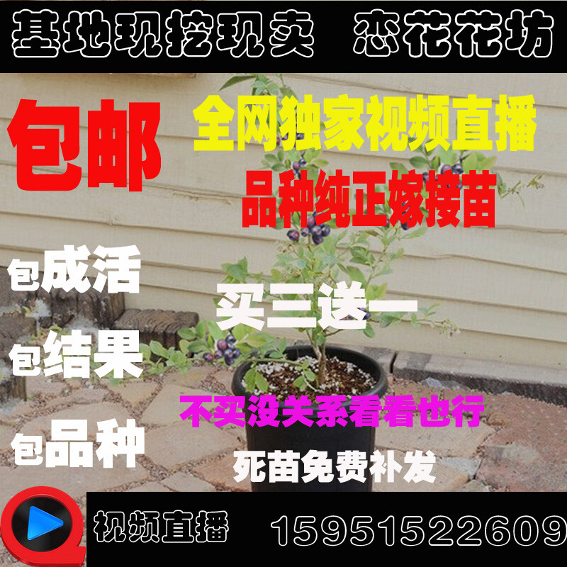 当年结果盆栽地栽果树苗 蓝莓树苗 蓝莓苗 南北方种植 带原土发货