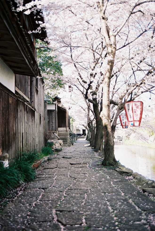 日本街景，樱花