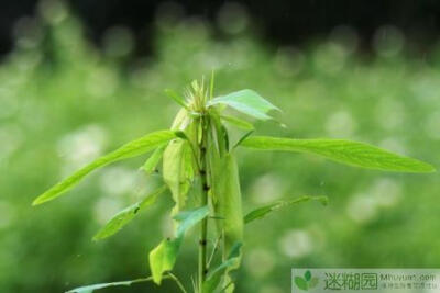 跳舞草又名舞草、情人草、无风自动草、多情草、风流草、求偶草等，豆科舞草属多年生木本植物