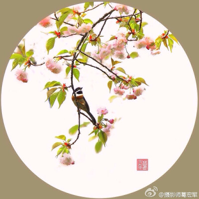 摄影师葛宏军