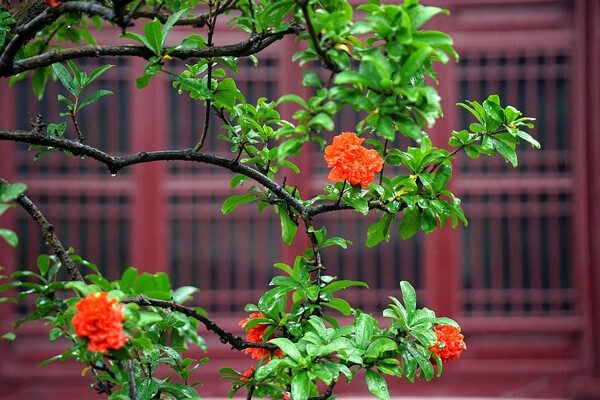 【美丽的中国】鸡鸣寺，石榴。