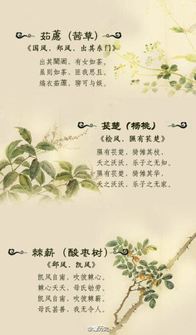 那些《诗经》里的美丽植物，你都认得吗？（上篇）