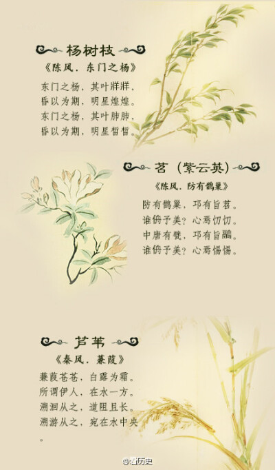 《诗经》里美丽的植物你都认得吗？（下篇）