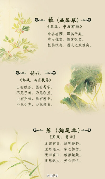 《诗经》里美丽的植物你都认得吗？（下篇）