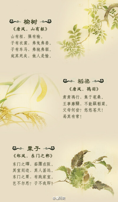 《诗经》里美丽的植物你都认得吗？（下篇）