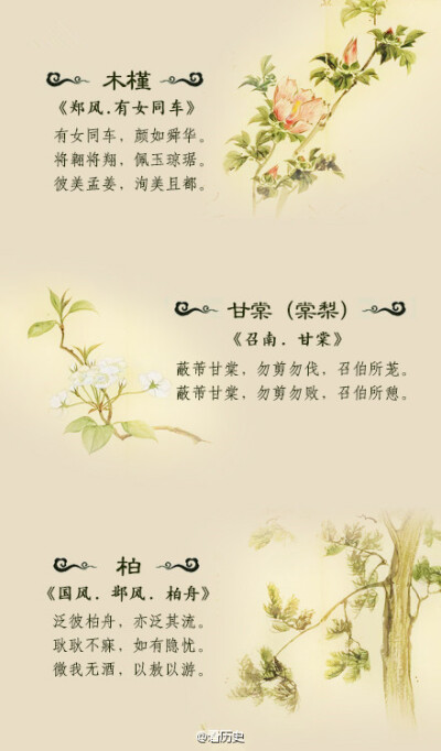 《诗经》里美丽的植物你都认得吗？（下篇）