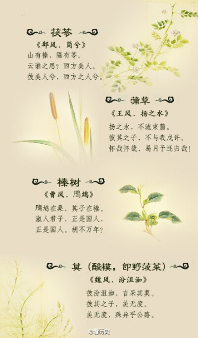 《诗经》里美丽的植物你都认得吗？（下篇）